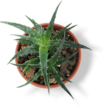 plant